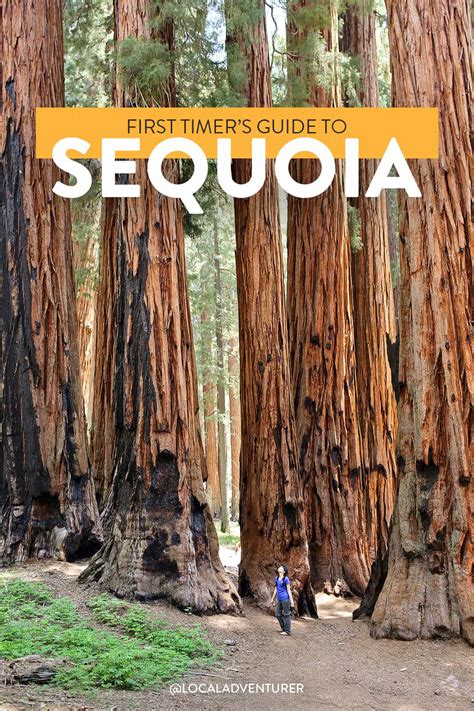 Sequoia National Park California Map - New York Map Poster