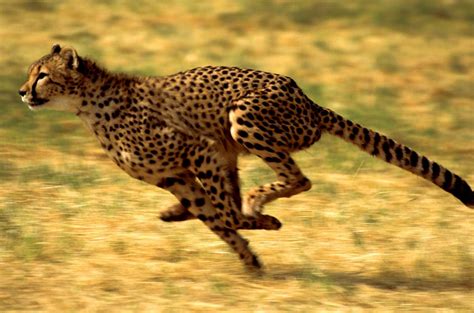 The Fastest Animals on Earth | Britannica