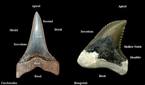 Fossil Shark Teeth – Discover Fishes