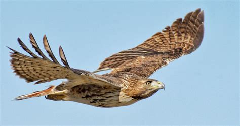 Red-tailed Hawk Sounds, All About Birds, Cornell Lab of Ornithology