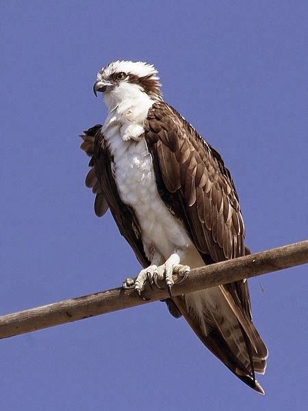 Osprey (bird) | Facts About All