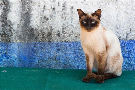 13 Most Popular Siamese Cat Colors I The Discerning Cat