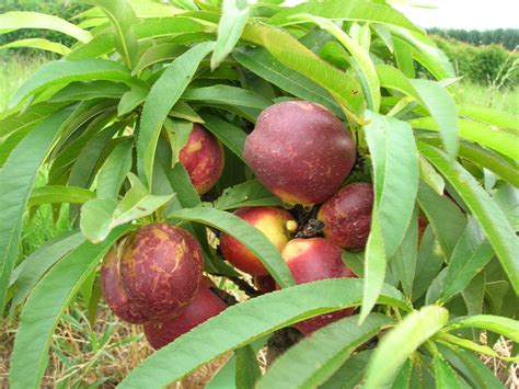 Dwarf Fruit trees produced by Waimea Nurseries