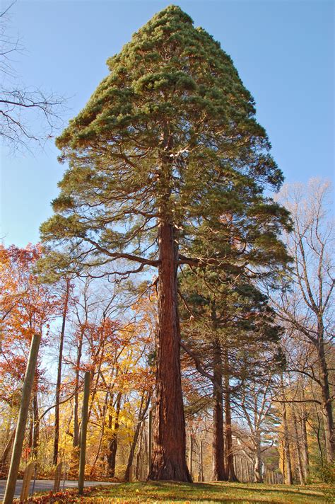 File:Giant Sequoia Sequoiadendron giganteum Tyler Tree 2000px.jpg ...