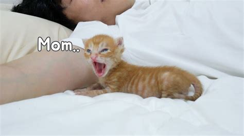 Baby Kitten who Keeps Crying Because He Misses his Mom - YouTube