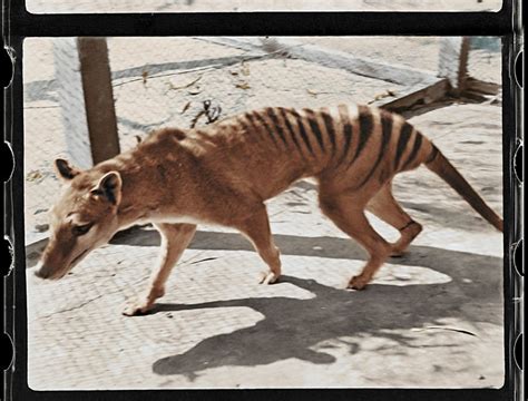 thylacine Archives - Australian Geographic