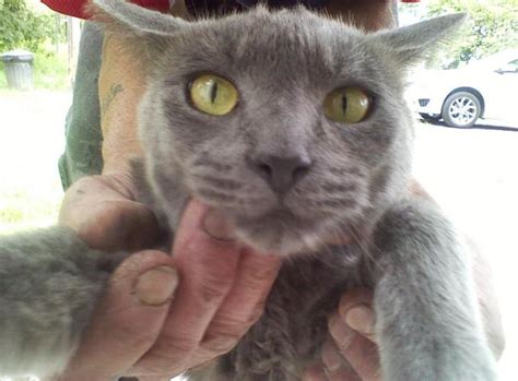 2 ADULT OUTDOOR CATS-RUSSIAN BLUE, SIAMESE & BURMESE MIX for Sale in ...