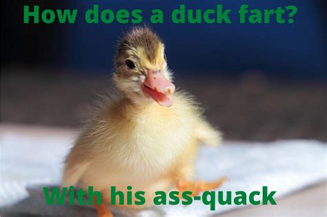 32 Funny Duck Puns That Will Quack You Up - Animal Hype