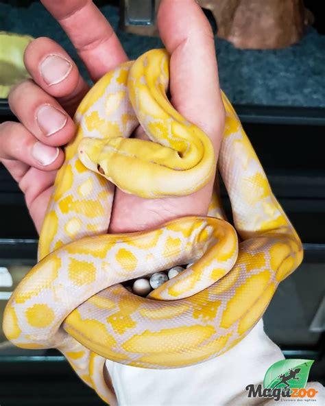 Reticulated Python aka Malayopython reticulatus in 2021 | Reticulated ...