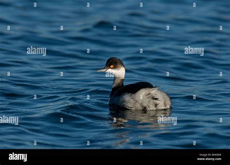 Black necked grebe in winter plumage hi-res stock photography and ...