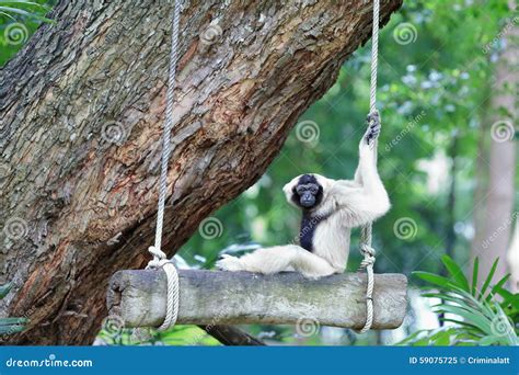 Brown Gibbon Sitting on Swing Stock Image - Image of gibbon, outdoors ...