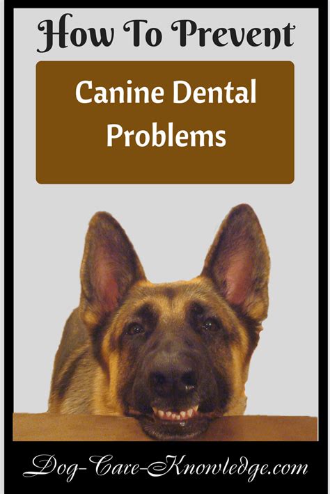 Canine Dental Problems: How to Prevent Onset