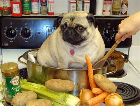 How to cook your pug – The beaver is a proud and noble animal