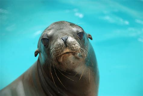 Learn About Marine Mammals – Marine Mammal Care Center Los Angeles