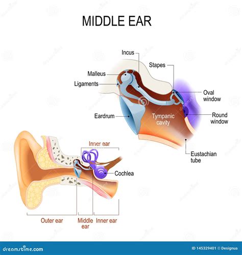 Middle Ear. Three Ossicles: Malleus, Incus, and Stapes Hammer, Anvil ...