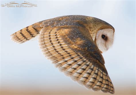 Barn Owl Close up – Mia McPherson's On The Wing Photography