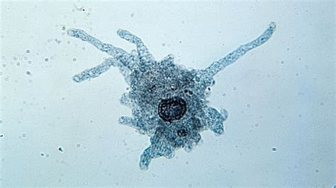 Amoeba | Protista, Unicellular & Flagellates | Britannica