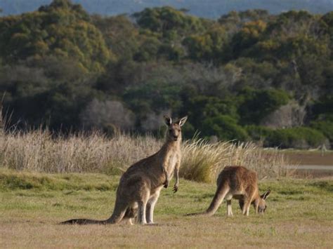 Tasmania wildlife tour | Responsible Travel