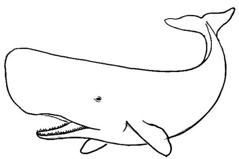 Whale Line Drawing at PaintingValley.com | Explore collection of Whale ...