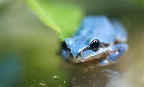 Rare Blue Frog Struts its Stuff at NHM | Humboldt NOW | Cal Poly Humboldt