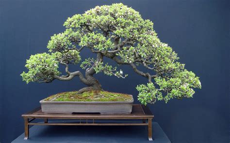 Bonsai Tree Wallpapers - Wallpaper Cave