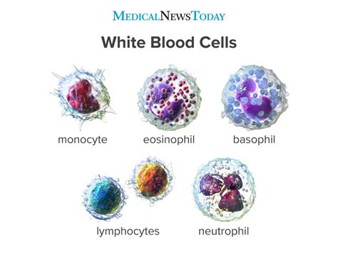 Types Of White Blood Cells Function - Rwanda 24