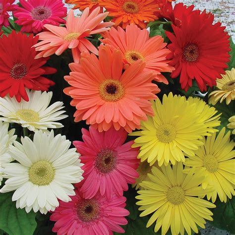 Gerbera Seeds - Gerbera Daisy Flower Seed Mix