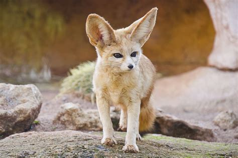 Island Fox Endangered