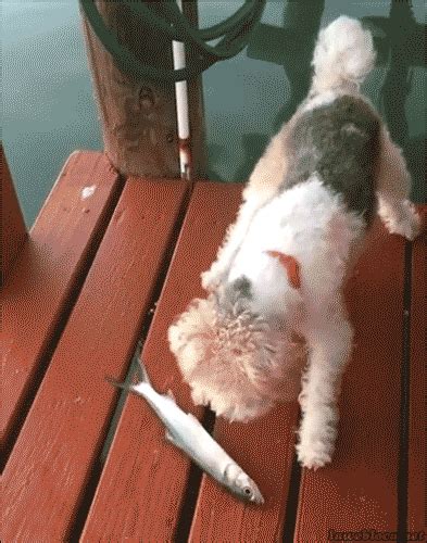 dog scared by flopping fish gif | WiffleGif