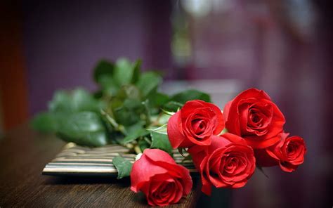 HD wallpaper: Red Roses Love, flower, nature | Wallpaper Flare