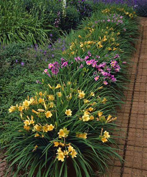 Daylily Garden Ideas | zaria-kline