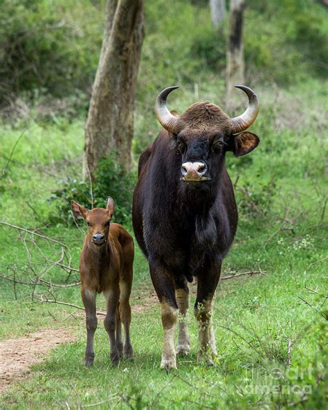 Gaur and Calf Photograph by Samanvitha Rao - Pixels