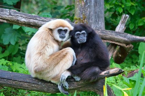 Lar gibbon - Wikipedia