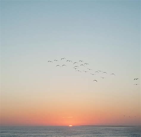 Birds Flying Over Ocean At Sunset by Marlene Ford