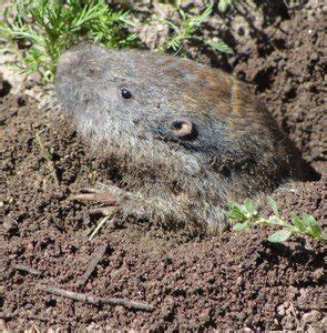 Meadow Vole | Sierra Club BC