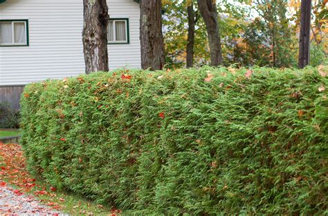 Living Privacy Fences Using Shrub Hedges