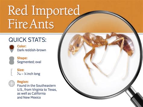 Red Fire Ants: How to Treat Bites & Get Rid of Red Ants