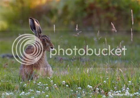 Wildlife Photographic Journals