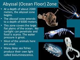 Humpback anglerfish: Characteristics, habitat reproduction and more...