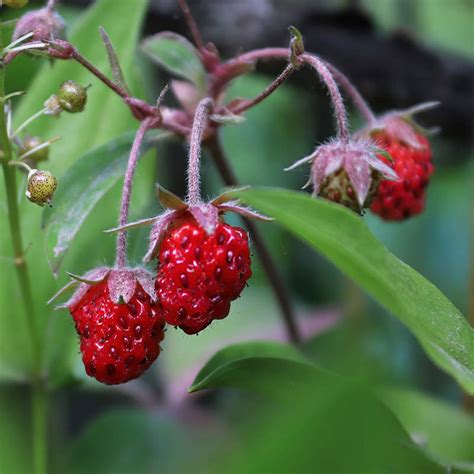 Fragaria Virginiana (Wild Strawberry) Seeds | Everwilde Farms