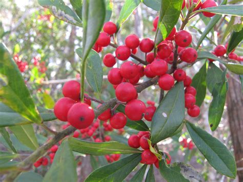 Plants - North Carolina Native Plant Society