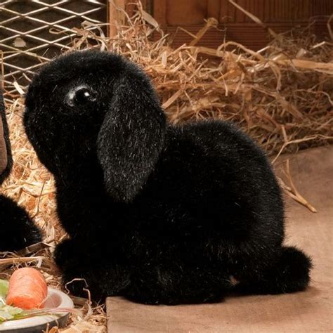 6161 "Skipper" Dwarf Lop Eared Bunny Rabbit, Black | Lop eared bunny ...