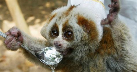 The Slow Loris, The Primate With A Surprisingly Deadly Venom