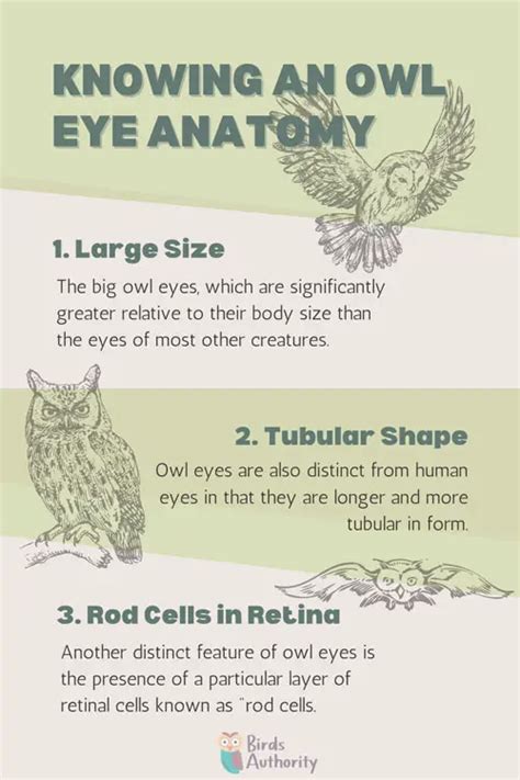 Owl Eye Anatomy: Why Do Owls Have Large Eyes?