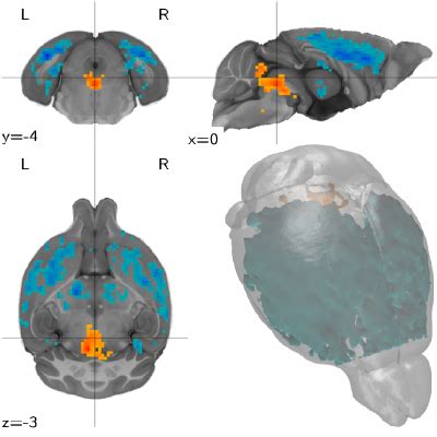 Why doesn't the 3D Mouse Brain Atlas have Bregma coordinates? - Science ...