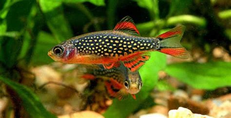 Celestial Pearl Danio Care and Breeding Guide - WZaquarium