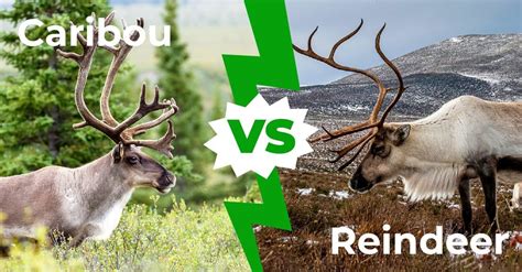 Caribou vs reindeer: 4 Main Differences Explained - AZ Animals