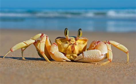 crabs, Sand, Beach, Animals, Crustaceans Wallpapers HD / Desktop and ...