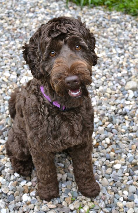 Berkshire Hills Australian Labradoodles | Labradoodle haircut ...