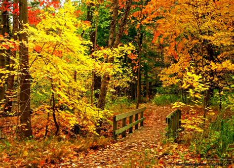 Autumn Scenes Screensavers Wallpaper | Best HD Wallpapers